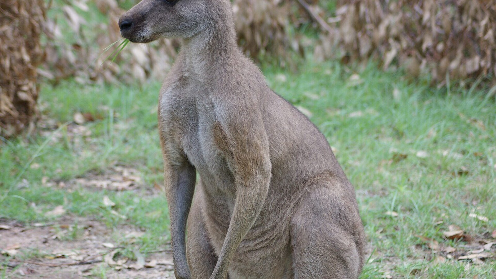 WildKangaroo.JPG