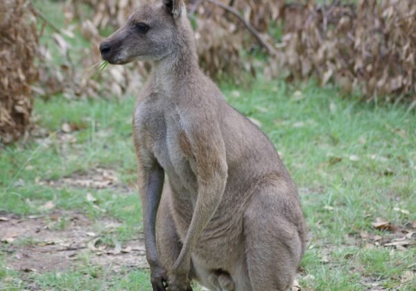 WildKangaroo.JPG