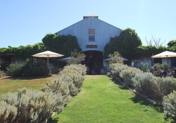 mudgee vines