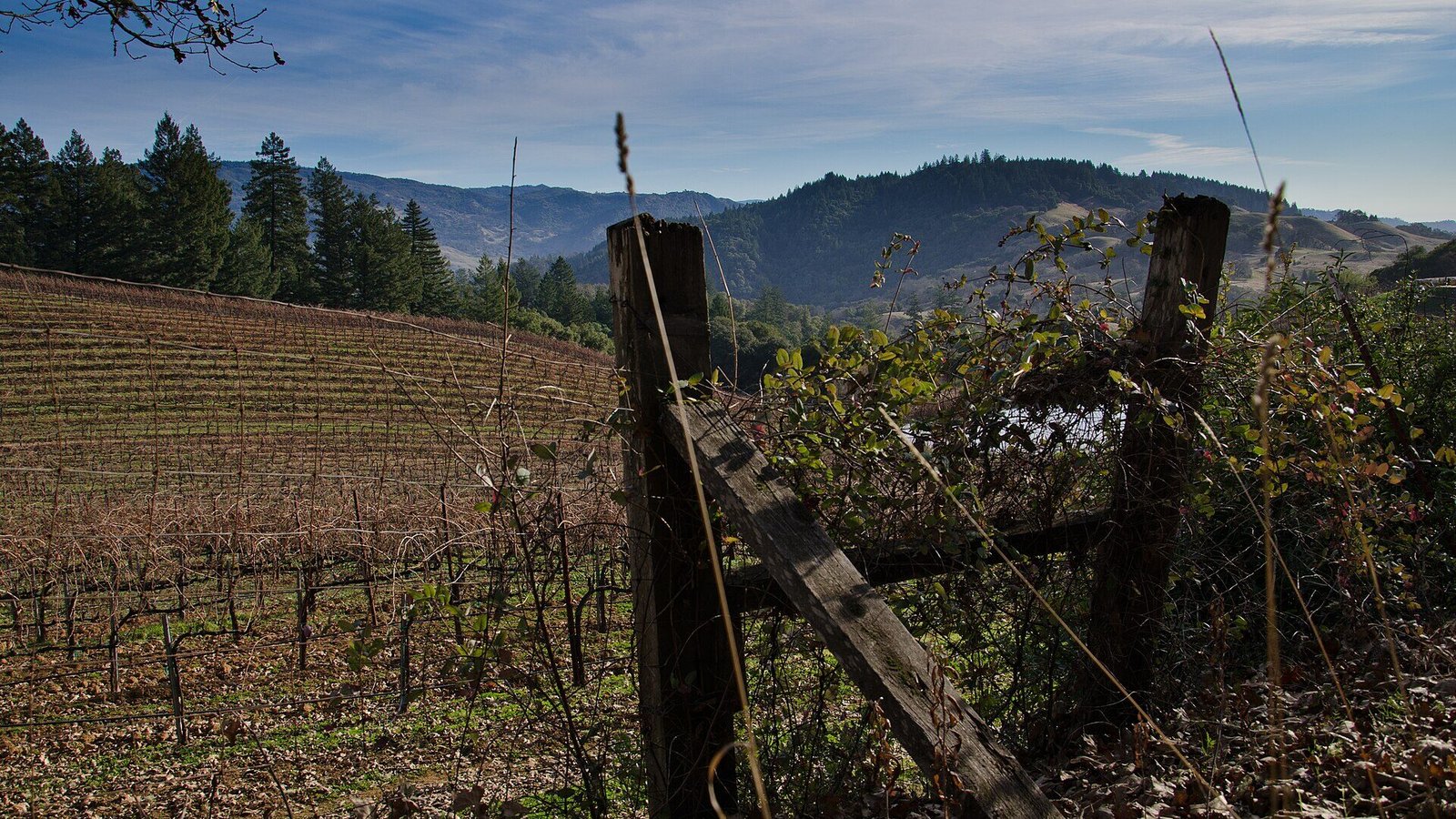 Aderson Valley - Southern Mondocino hills - AustralianSecret sh vines