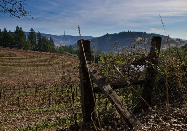 sh vines