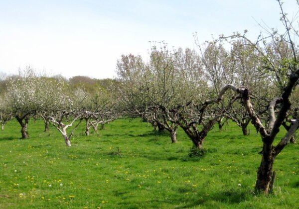Apple orchard, representative of the fruit-growing regions along NSW food trails