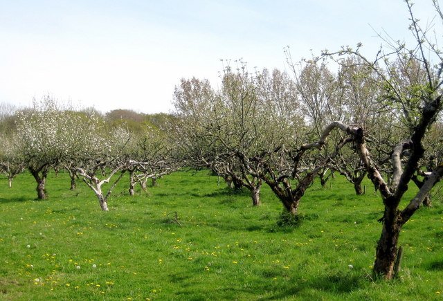 Apple orchard, representative of the fruit-growing regions along NSW food trails