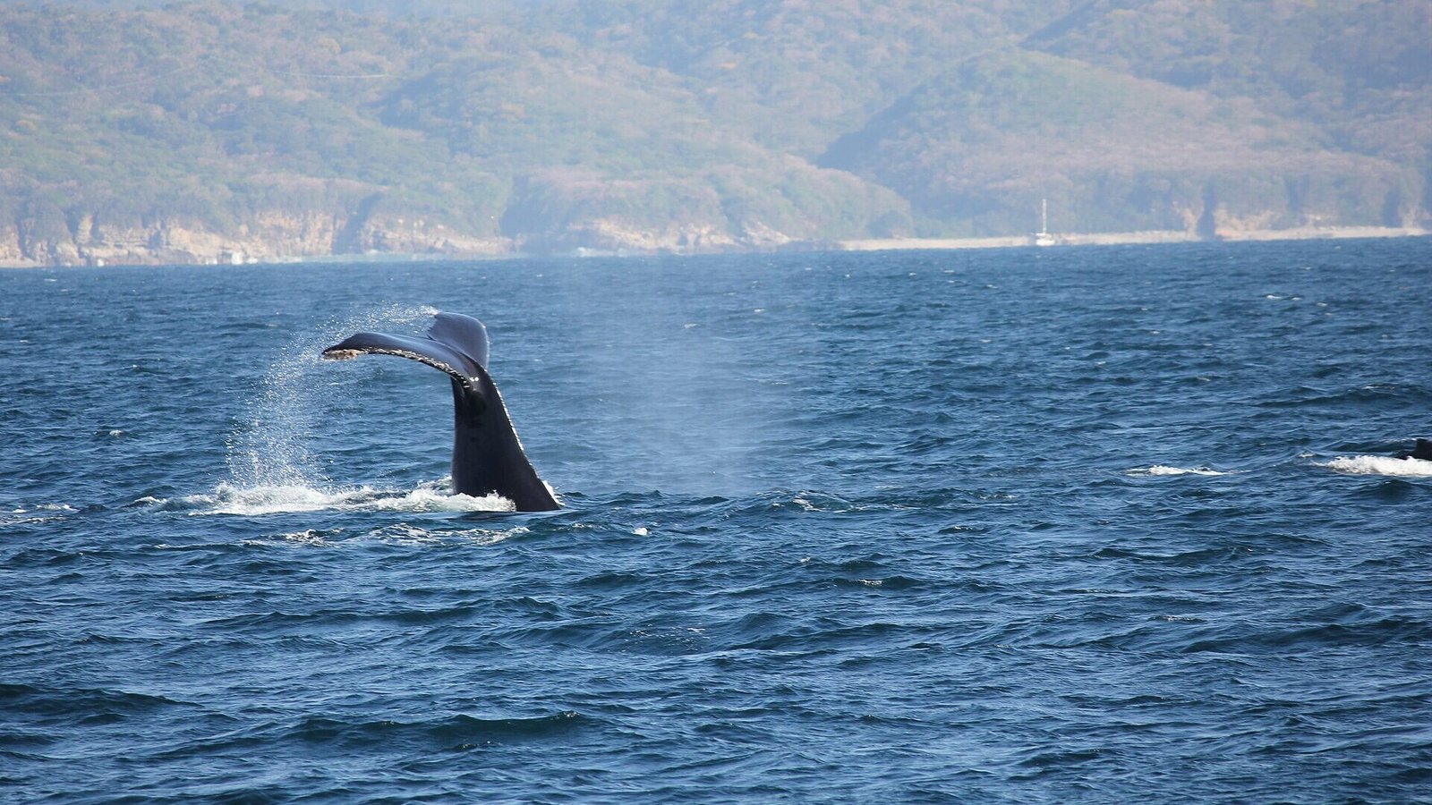 Humpback whale tail fluke off the NSW coast during migration season