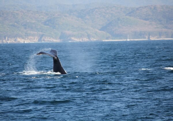 Humpback whale tail fluke off the NSW coast during migration season