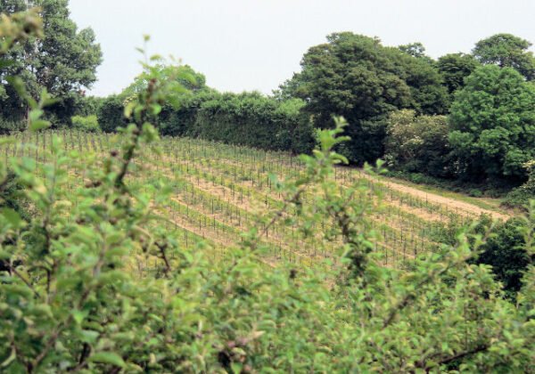 Rural farmland, representative of NSW farm stay settings