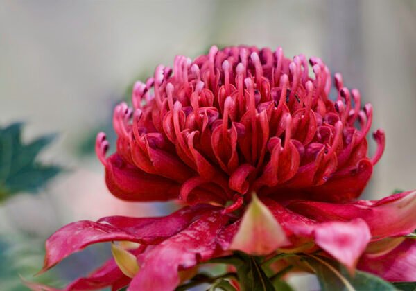 Waratah, the NSW state floral emblem, in bloom