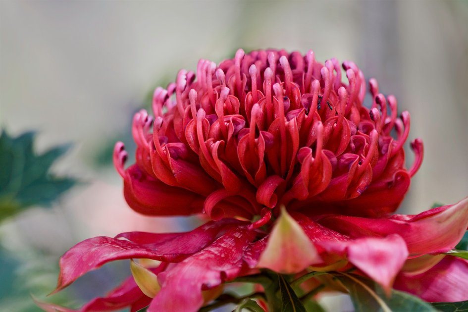 nsw-waratah-wildflower - AustralianSecret Waratah, the NSW state floral emblem, in bloom
