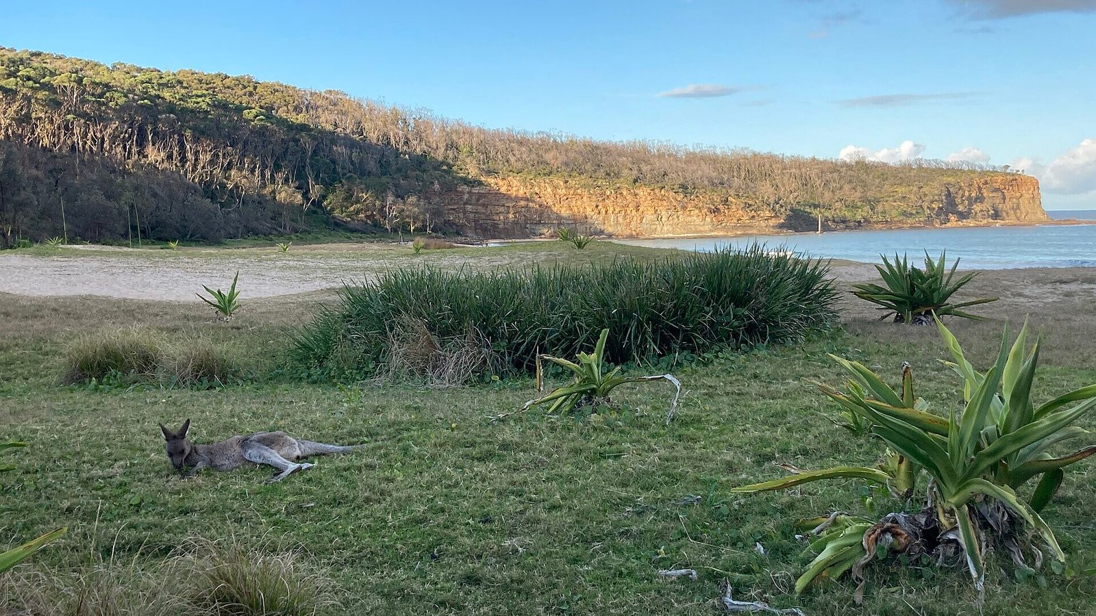 pebbly-beach-kangaroos-murramarang - AustralianSecret A kangaroo resting on the grass at Pebbly Beach, Murramarang National Park, NSW